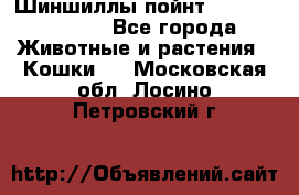 Шиншиллы пойнт ns1133,ny1133. - Все города Животные и растения » Кошки   . Московская обл.,Лосино-Петровский г.